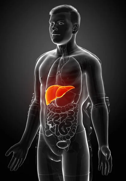 3D绘制的 医学上准确的男性肝脏解剖图像 — 图库照片