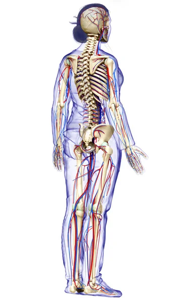 Καθιστούν Ιατρικά Ακριβή Απεικόνιση Του Γυναικείου Κυκλοφορικού Και Σκελετικού Συστήματος — Φωτογραφία Αρχείου