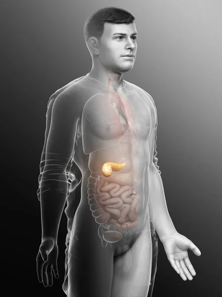 Renderizado Ilustração Medicamente Precisa Pâncreas Masculino — Fotografia de Stock