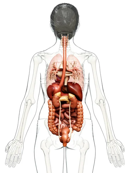 Renderizado Ilustração Medicamente Precisa Sistema Digestivo Feminino Coração — Fotografia de Stock