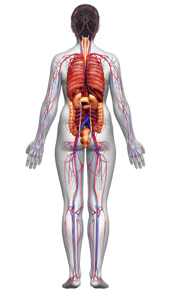 Rendered Medically Accurate Illustration Female Circulatory System Internal Organs — Stock Photo, Image