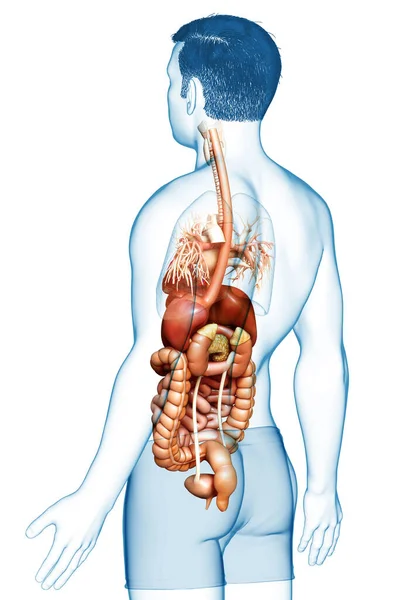 Medisch Nauwkeurige Illustratie Van Mannelijke Spijsvertering Hart — Stockfoto