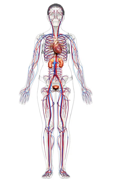 3Dレンダリング 女性の腎臓と循環器系の医学的に正確なイラスト — ストック写真