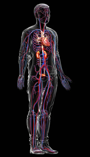 Рендеринг Медицинская Точная Иллюстрация Почек Кровеносной Системы — стоковое фото
