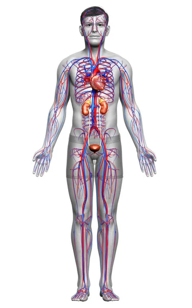 Renderizado Ilustración Médicamente Precisa Los Riñones Sistema Circulatorio — Foto de Stock