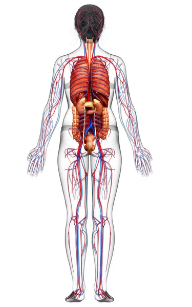 Reso Illustrazione Clinicamente Accurata Del Sistema Circolatorio Femminile Degli Organi — Foto Stock