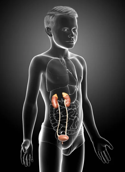 Renderizado Ilustração Medicamente Precisa Anatomia Dos Rins Menino — Fotografia de Stock