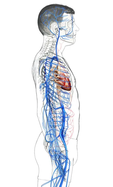 Medisch Nauwkeurige Illustratie Van Een Mannelijke Aderen Anatomie — Stockfoto