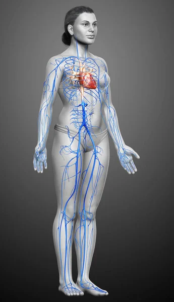 Medisch Nauwkeurige Illustratie Van Een Vrouwelijke Aderen Anatomie — Stockfoto