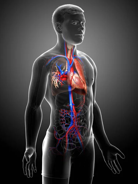 3D绘制的 医学上准确的男性肺解剖学图像 — 图库照片