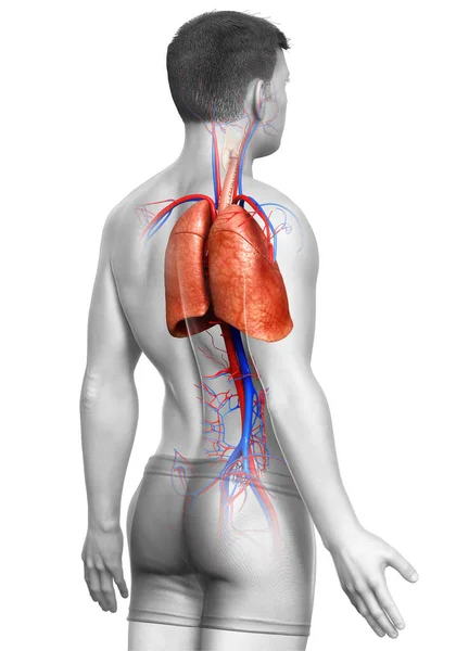 Renderizado Ilustração Medicamente Precisa Uma Anatomia Pulmonar Masculina — Fotografia de Stock