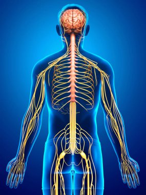 3D, bir erkek sinir sisteminin tıbbi olarak doğru bir gösterimi.