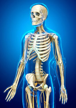 3D, sinir sistemi ve iskelet sisteminin tıbbi olarak doğru bir gösterimi.