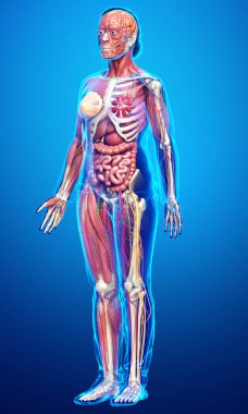 3D, tıbbi olarak kadın anatomisini doğruluyor.