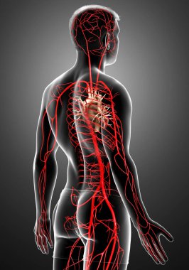 3D, erkek atardamarlarının tıbben doğru çizimi.