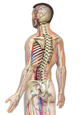 3D, erkek dolaşım ve iskelet sisteminin tıbben doğru çizimi.