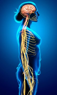 3D, tıbbi olarak bir kadın sinir sisteminin doğru bir örneği.