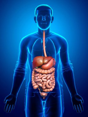 3D, erkek sindirim sisteminin tıbben doğru bir gösterimi.