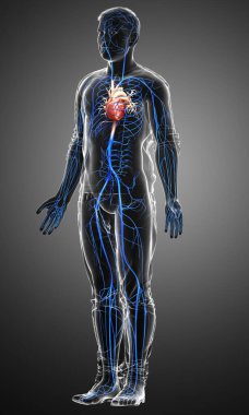 3D, erkek damar anatomisini tıbben doğru gösteriyor.