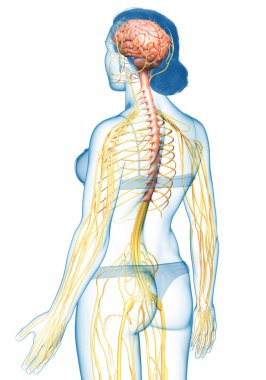 3D, tıbbi olarak bir kadın sinir sisteminin doğru bir örneği.