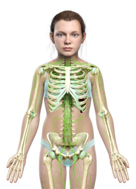 3D, genç bir kızın lenf sisteminin tıbben doğru bir çizimi.