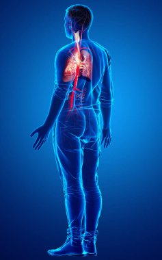 Erkek akciğer anatomisinin 3 boyutlu, tıbben doğru bir örneği.