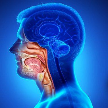 Erkek trakea ve özofagus anatomu 3 boyutlu, tıbben doğru.
