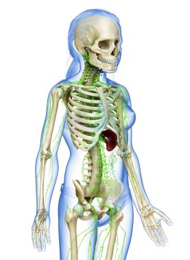 3D, genç bir kızın lenf sisteminin tıbben doğru bir çizimi.