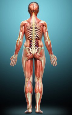 3D, tıbbi olarak kadın anatomisini doğruluyor.