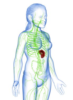 3D, genç bir kızın lenf sisteminin tıbben doğru bir çizimi.