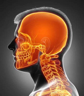 3D oluşturulmuş, tıbbi açıdan doğru çizilmiş kafatası