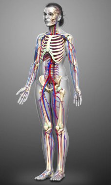3D, kadın dolaşım ve iskelet sisteminin tıbben doğru çizimi.