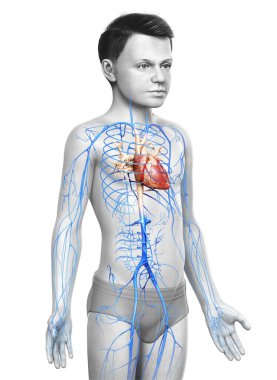 3D, damar anatomisini tıbben doğru gösteriyor.