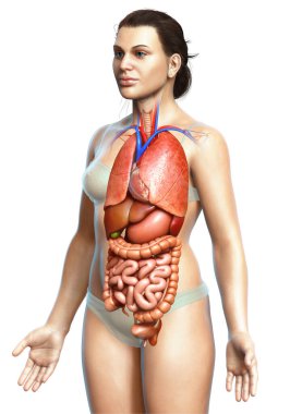 3D tıbbi olarak kadın iç organlarının doğru çizimi 