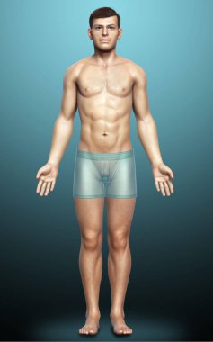 Erkek vücudunun 3D çizimi