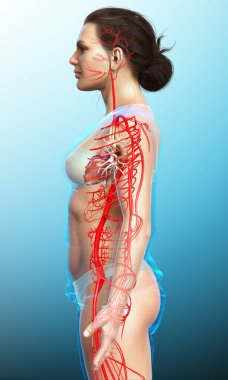 Dişi atardamarların tıbben doğru çizimi 3D