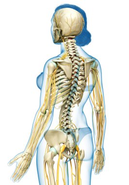 3D, tıbbi olarak bir kadın sinir sisteminin doğru bir örneği.