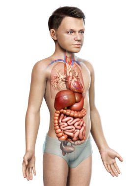 3D, oğlanın sindirim sisteminin tıbben doğru bir gösterimi.