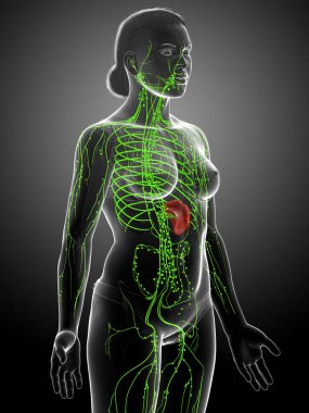 3D, tıbbi olarak bir kadın lenf sisteminin doğru bir çizimi.