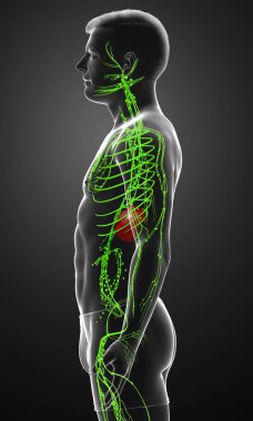 3D, erkek lenf sisteminin tıbben doğru bir çizimi.