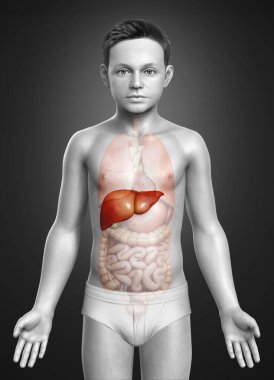 3 boyutlu, tıbben doğru genç bir çocuğun karaciğer anatomisi.