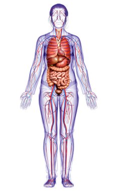 3D, kadın iç organlarının ve dolaşım sisteminin tıbben doğru bir çizimi.