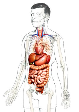 3D, erkek sindirim sisteminin ve kalbinin tıbben doğru bir gösterimi.