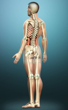 3D, erkek iç organlarının ve iskelet sisteminin tıbben doğru çizimi.