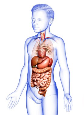 3D, Çocuk Sindirim Sistemi ve Kalbinin tıbben doğru bir gösterimi.