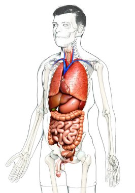 3D, erkek iç organlarının tıbben doğru çizimi. 
