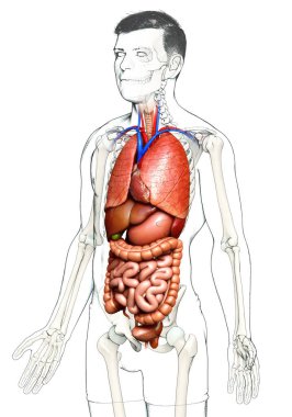 3D, erkek iç organlarının tıbben doğru çizimi. 