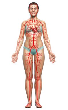 Dişi atardamarların tıbben doğru çizimi 3D