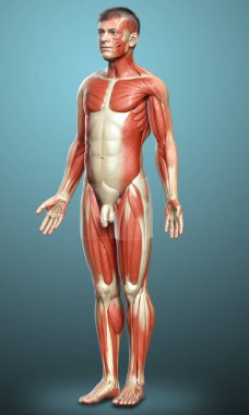 3D, erkek kas sisteminin tıbben doğru bir gösterimi.