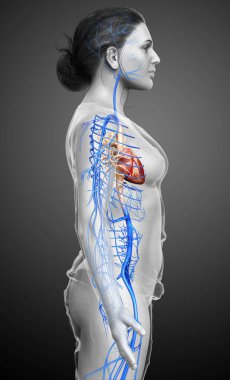 Dişi dolaşım sisteminin 3D çizimi